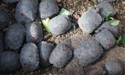 Un policía fue arrestado por tráfico de 185 tortugas neonatas en Galápagos / Foto: Cortesía del Ministerio de Ambiente