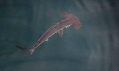 El descubrimiento se realizó durante unas jornadas de etiquetamiento de tiburones  / Foto: EFE
