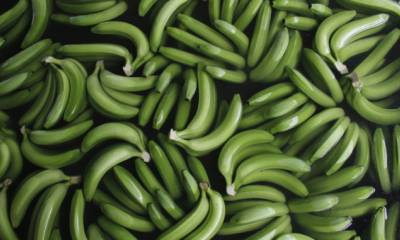 Visita a bananeras de la comunidad La Raquel (El Guabo). Foto: La República