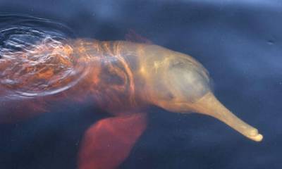 En 2019, un grupo de científicos concluyó que en Ecuador hay un total de 48 delfines de río/ Foto: Cortesía Sacha Ñampi