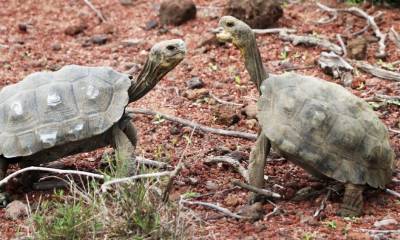 191 tortugas gigantes fueron liberadas en isla Santa Fe / Foto EFE