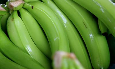 El gobierno presenta plan para el sector bananero, afectado por guerra en Ucrania / Foto: EFE
