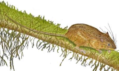 Investigadores describen nueva especie de roedor en Morona Santiago /  Ilustración: cortesía Glenda Pozo