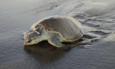 La tortuga Olive Ridley (Lepidochelys olivacea) también es conocida como olivácea o golfina. Foto: El Comercio