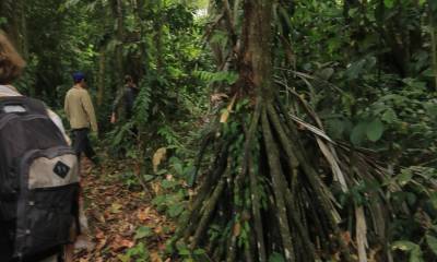 Estas raíces, conocidas como “zancos”, pueden alcanzar hasta 25 metros de longitud / Foto: El Oriente 