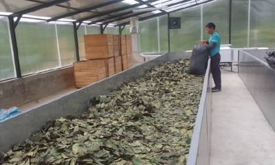 El desecado del primer lote de guayusa en Napo se realizó con secador solar / Foto: Cortesía IIGE)