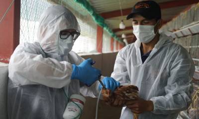 La vacunación contra la influenza aviar inició con 4 millones de dosis / Foto cortesía Ministerio de Agricutura