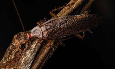 Cucaracha que se alimenta de lágrimas de lagartija fue descubierta en Pastaza / Foto: cortesía Neotropical Biodiversity
