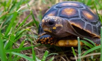 Las tortugas fueron trasladadas al Vivarium de Quito en donde permanecen bajo observación / Foto: cortesía ministerio de Ambiente