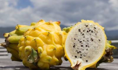 Se espera que el fruto amarillo sea el que más se exporte al gigante asiático / Foto: cortesía MAGAP