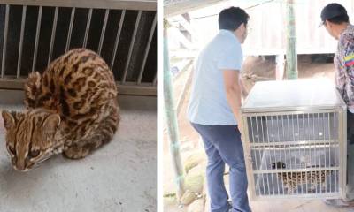 Los animales serán trasladados al Zoológico de Guayllabamba / Foto: cortesía MAATE