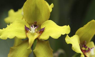 Ecuador presentó su plan nacional para conservar orquídeas / Foto: EFE
