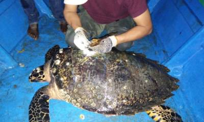 Ecuador marca por primera vez a una tortuga carey, en peligro de extinción / Cortesía del Ministerio de Medio Ambiente