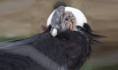 El cóndor está en la Lista Roja de Aves de Ecuador / Foto: cortesía Ministerio de Ambiente