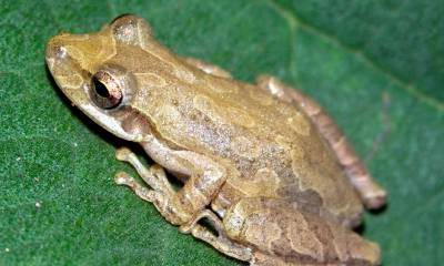 Se trata de una especie de rana muy adaptable, de entre 33 y 38 milímetros, nativa del occidente de Ecuador / Foto: EFE