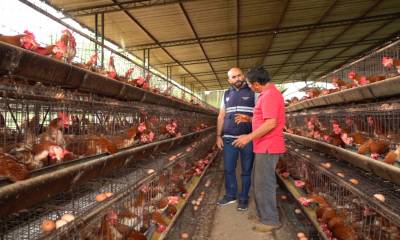 En Cotopaxi, la granja está cercada desde el pasado viernes. En Bolívar, el caso se presentó en aves de traspatio / Foto: Cortesía Agrocalidad