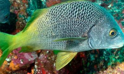Dos nuevas especies de peces son descubiertas en Galápagos y Pacífico Este Tropical/ Foto: EFE