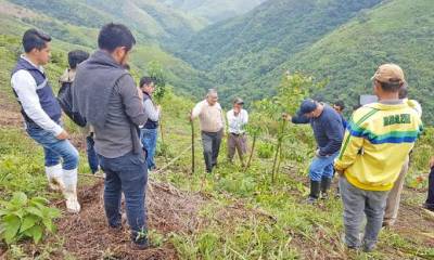 TEMÁTICA. Diversos conocimientos relacionados al cultivo de la guayusa se impartieron. Foto: La Hora