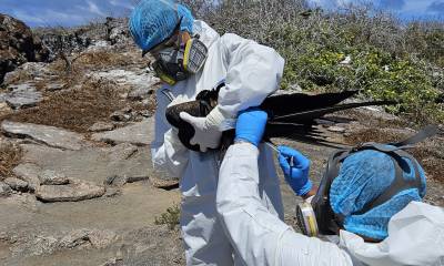 Tres de cinco especímenes examinados en las Islas Galápagos (Ecuador) han dado positivo a la gripe aviar H5N1 / Foto: EFE