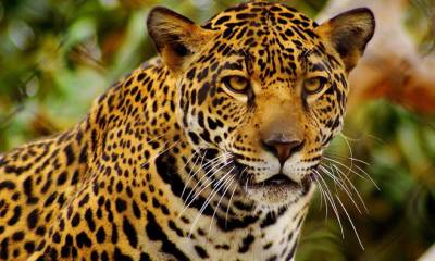 El Día Internacional del Jaguar se celebra cada 29 de noviembre desde el 2018 / Foto: cortesía ministerio de Ambiente 