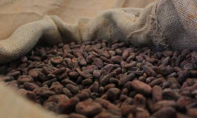 En Ecuador existen 12.943 hectáreas de cacao certificado / Foto: cortesía MAG