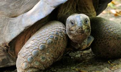 "En Pinzón las tortugas gigantes volvieron a anidar después de más de 150 años y la población se reproduce de forma natural sin intervención humana" / Foto: cortesía ministerio de Ambiente