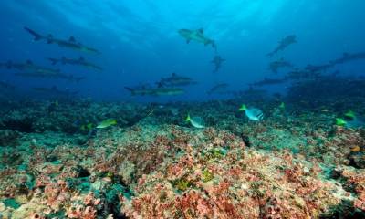 El proyecto tiene el apoyo financiero del "Fondo para Control de Especies Invasoras de Galápagos" y la asesoría técnica de la Fundación "Charles Darwin" / Foto: cortesía Parque Nacional Galápagos
