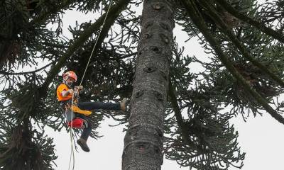 Un proyecto para conservar más de 400 árboles patrimoniales de Quito inició / Foto: EFE