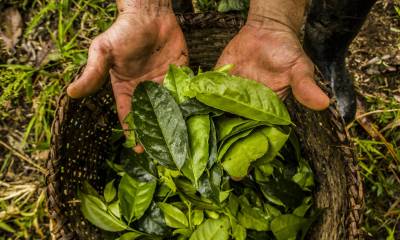 Hojas de guayusa, una planta originaria de la Alta Amazonía que se consume desde hace más de mil años por sus propiedades energéticas, antioxidantes y antiinflamatorias. Foto: El País
