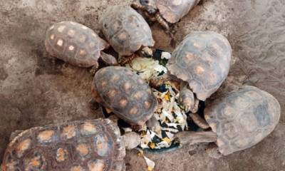 Ecuador devuelve a 35 boas y nueve tortugas a su hábitat en el Yasuní / Cortesía del Ministerio de Ambiente