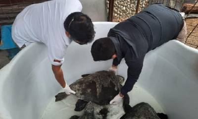 Rescatadas cinco tortugas marinas / Cortesía del Ministerio de Ambiente