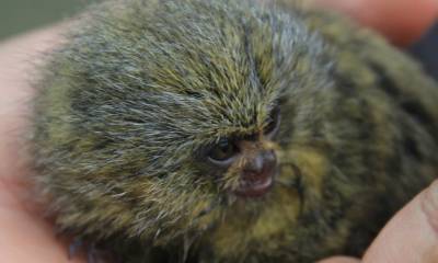 En Parque Nacional Yasuní podrá convivir con especies únicas de la Amazonía ecuatoriana / Foto: El Oriente 