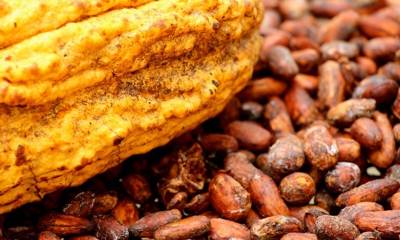 El cacao ecuatoriano rompió récord en exportaciones en 2021 gracias a pequeños productores / Foto: cortesía ministerio de Agricultura