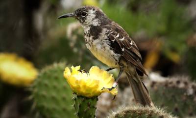 Buscan introducir especies extintas y restaurar ecología en isla de Galápagos / Foto: EFE