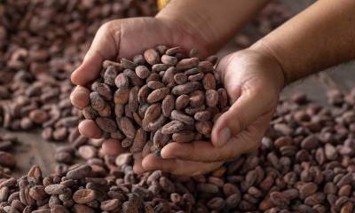 2020, el año del cacao ecuatoriano / Foto: Shutterstock