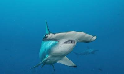 Tiburón viaja 4.000 kilómetros, regresa a Galápagos y no se sabe dónde está / Foto: EFE
