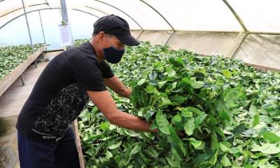 Desde la tagua hasta el cacao están entre las exportaciones que pueden crecer / Foto: EFE