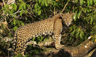 WWF busca respaldo de Latinoamérica para salvar el jaguar, su mayor felino / Foto EFE