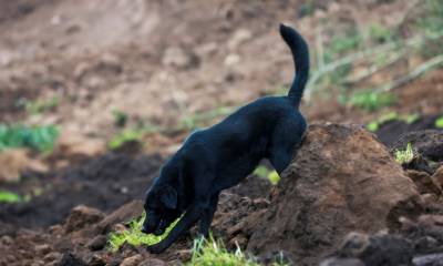 El labrador se salvó de ser engullido por el corrimiento de tierra, pero parte de su familia humana no lo logró, por eso no abandona el lugar / Foto: EFE