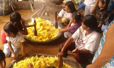 La actividad comienza con la siembra y cosecha de la yuca en las chacras/ Foto: cortesía Sarayakus.org