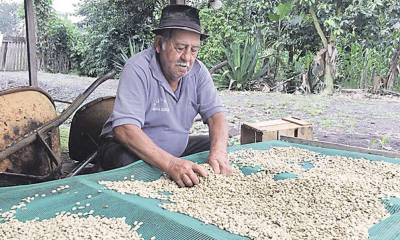Segundo Orozco es agricultor de la parroquia Sevilla de Oro en la parroquia Morona Santiago y se dedica al cultivo de café. Foto: El Tiempo