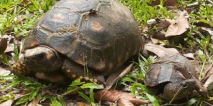 21 animales silvestres volvieron a su hábitat natural en Orellana: Foto cortesía Ministerio de Ambiente 