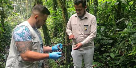 Dos boas son rescatadas y reinsertadas en el Parque Nacional Sangay