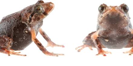 2 nuevas especies de ranas fueron descubiertas en la cordillera oriental