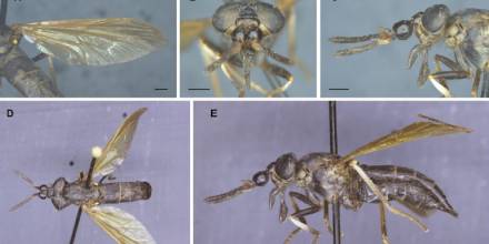 Se describe una nueva especie de tábano de la Amazonía de Ecuador / foto cortesía Ministerio de Ambiente