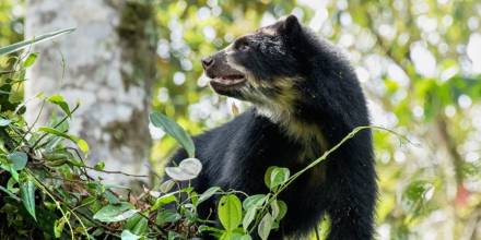 Carne de oso de anteojos fue confiscada en Morona
