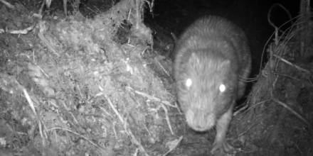 Cámaras trampa identifican varios mamíferos en el Parque Sangay