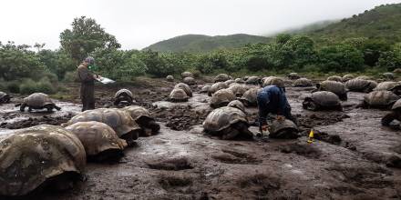 4.723 tortugas gigantes fueron marcadas en isla Isabela / Foto EFE 