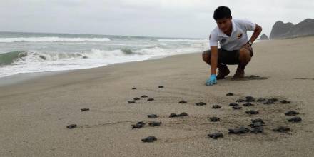 Más de 9.000 tortugas marinas golfina nacieron en Las Palmas