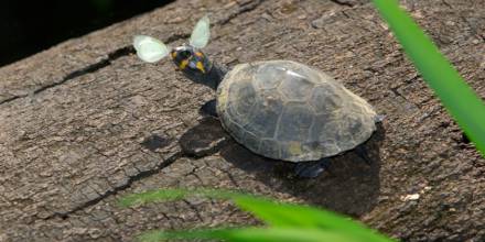 Yasuní: un referente para la conservación de las tortugas charapas